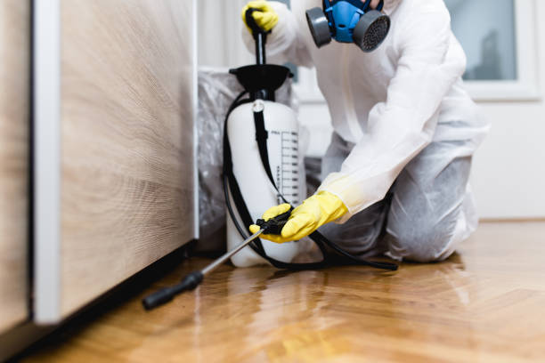 Best Termite Control Services  in Kingsbury, NV
