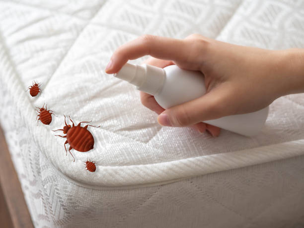 Best Flea Control Services  in Kingsbury, NV