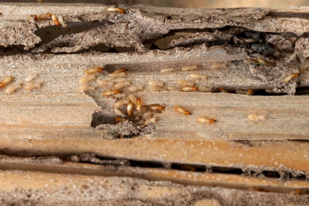 Best Affordable Pest Control Services  in Kingsbury, NV